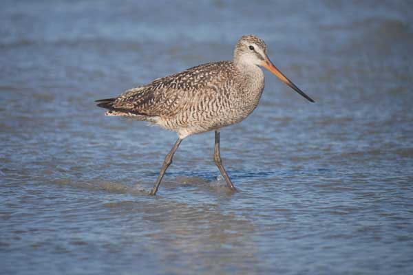 bird watching boat tour photograph of a bird in Stick Marsh or Headwaters Lake, near Fellsmere, FL